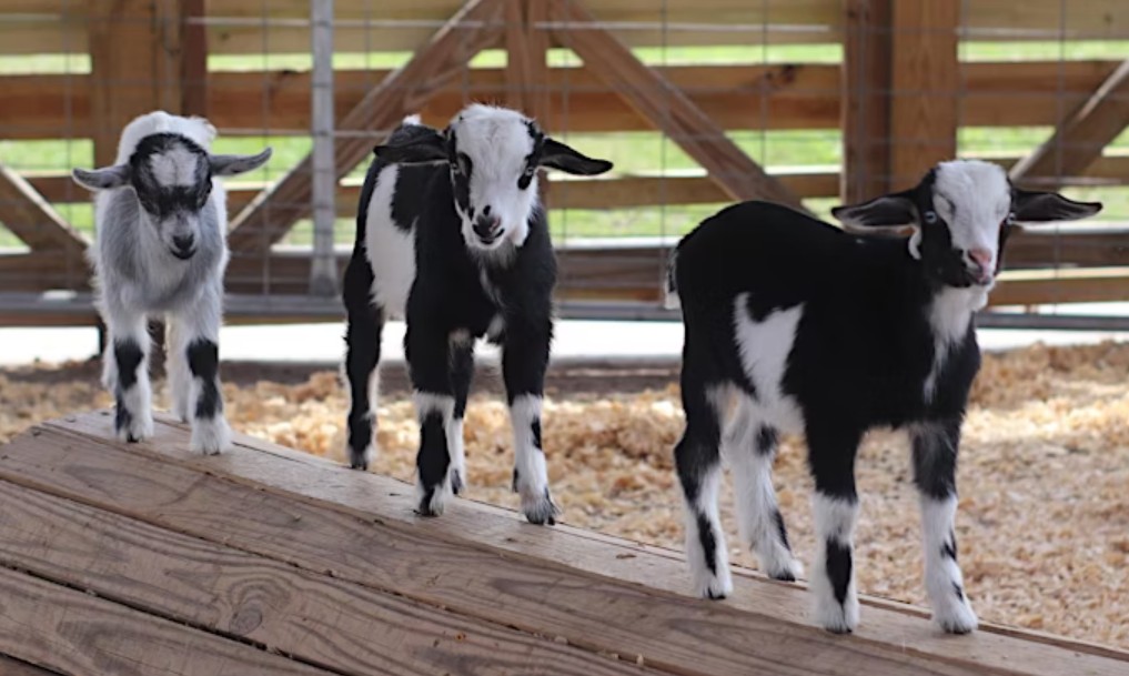 Image 1 of Event: Goat Yoga
