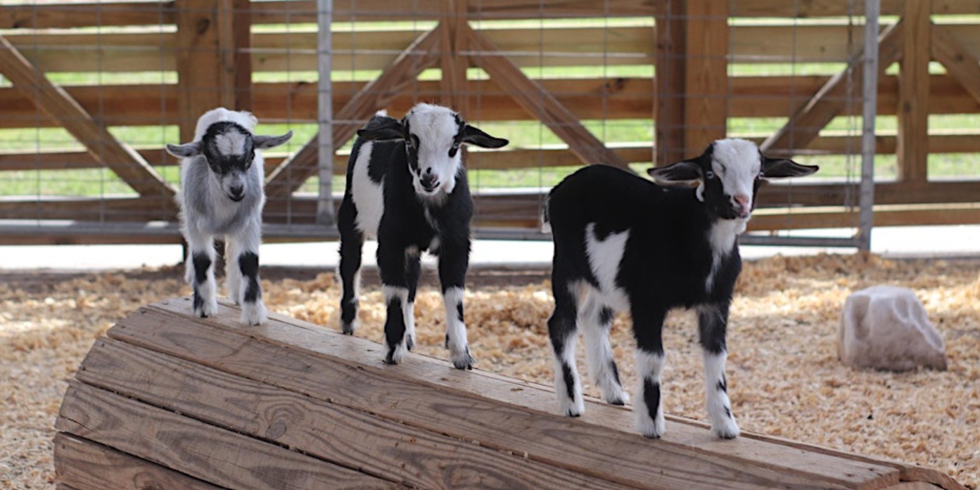 Image 1 of Event: Goat Yoga at Alaska Farms – Baaahhmmaste!