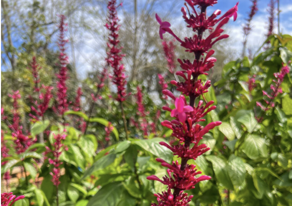 Image 1 of Event: Plant Sale at the Central Florida Zoo