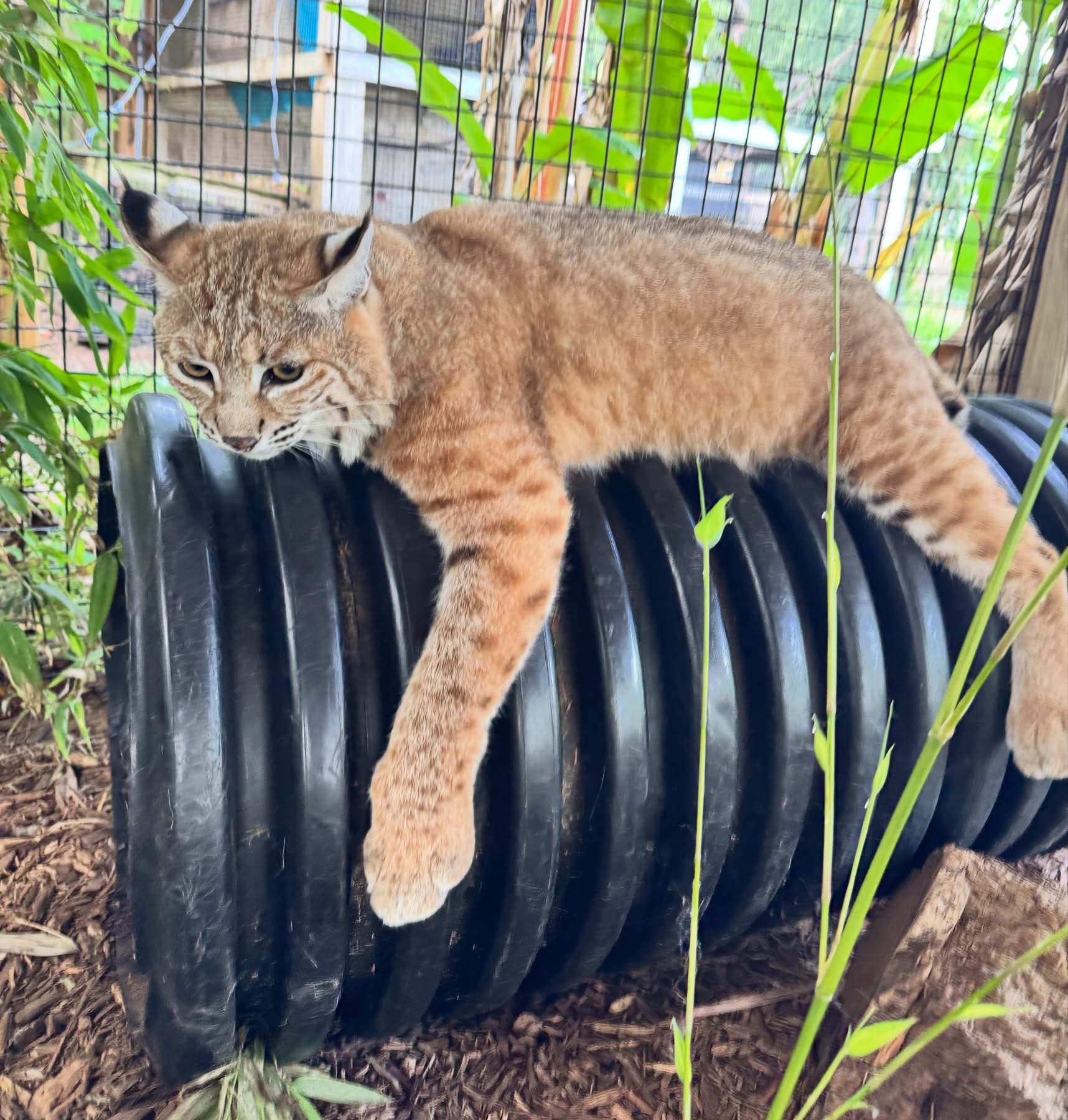 Image 2 of Event: Wild Cat Weekend