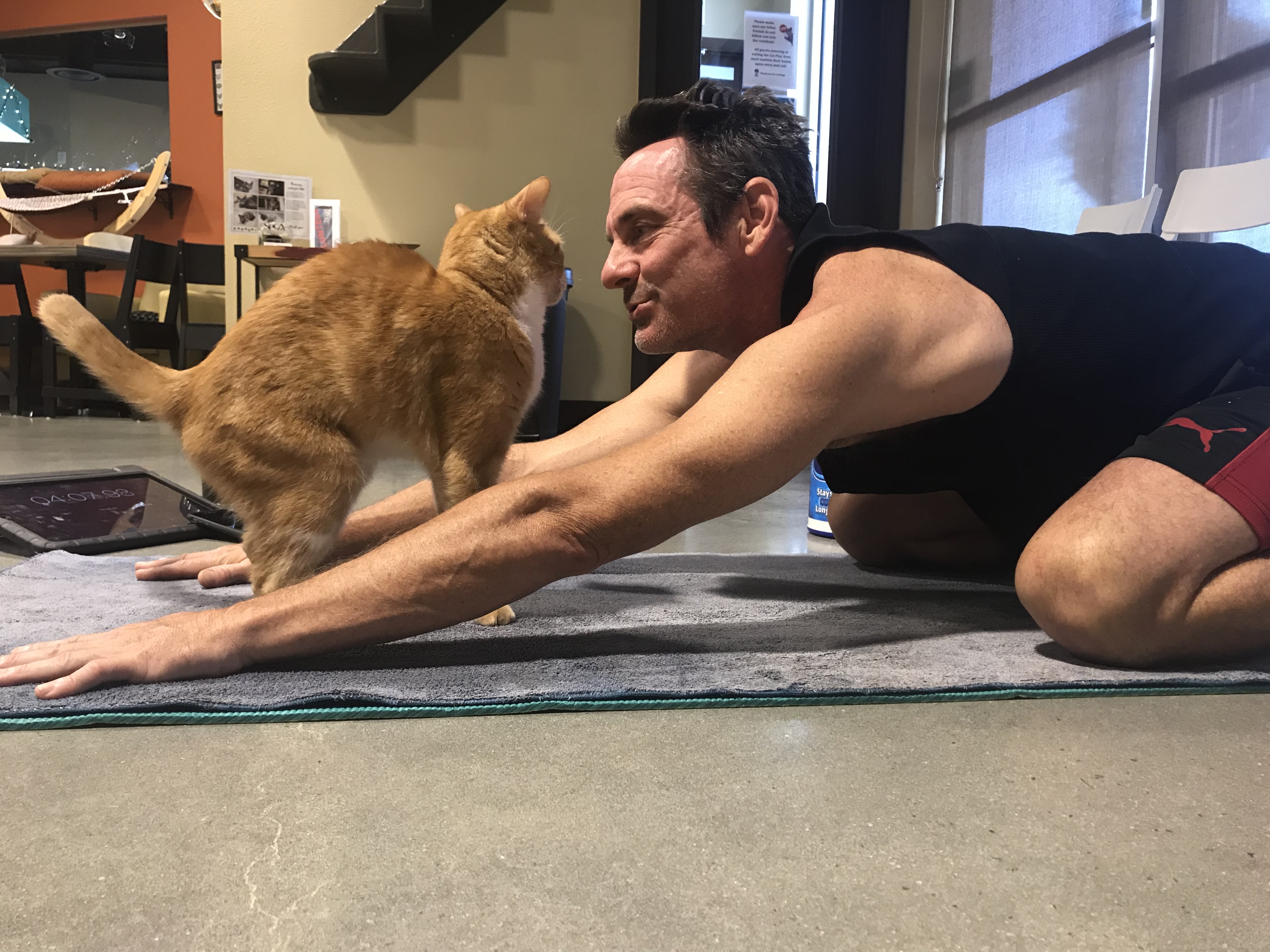Image 1 of Event: Yoga with Kitties