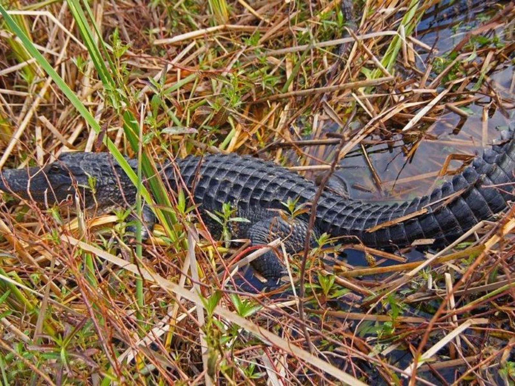 Did I mention gators