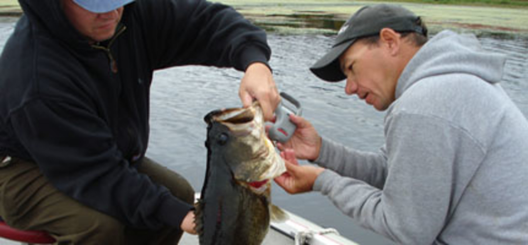 Guided Bass Tours webready_main.jpg