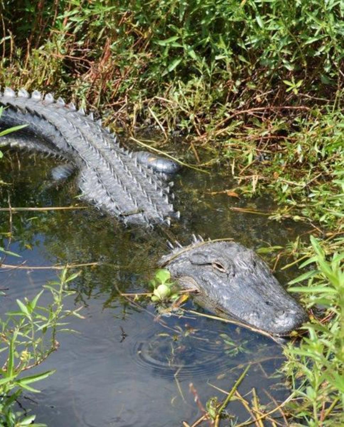 Gators