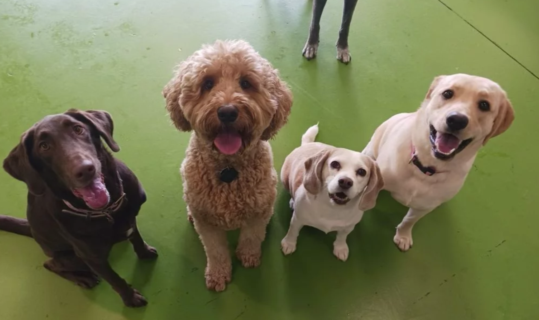 Four dogs excited to be going on a vacation to Kissimmee