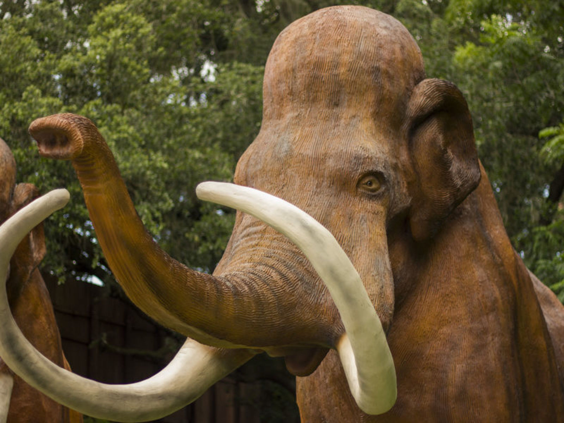 Come See all the Dinosaurs