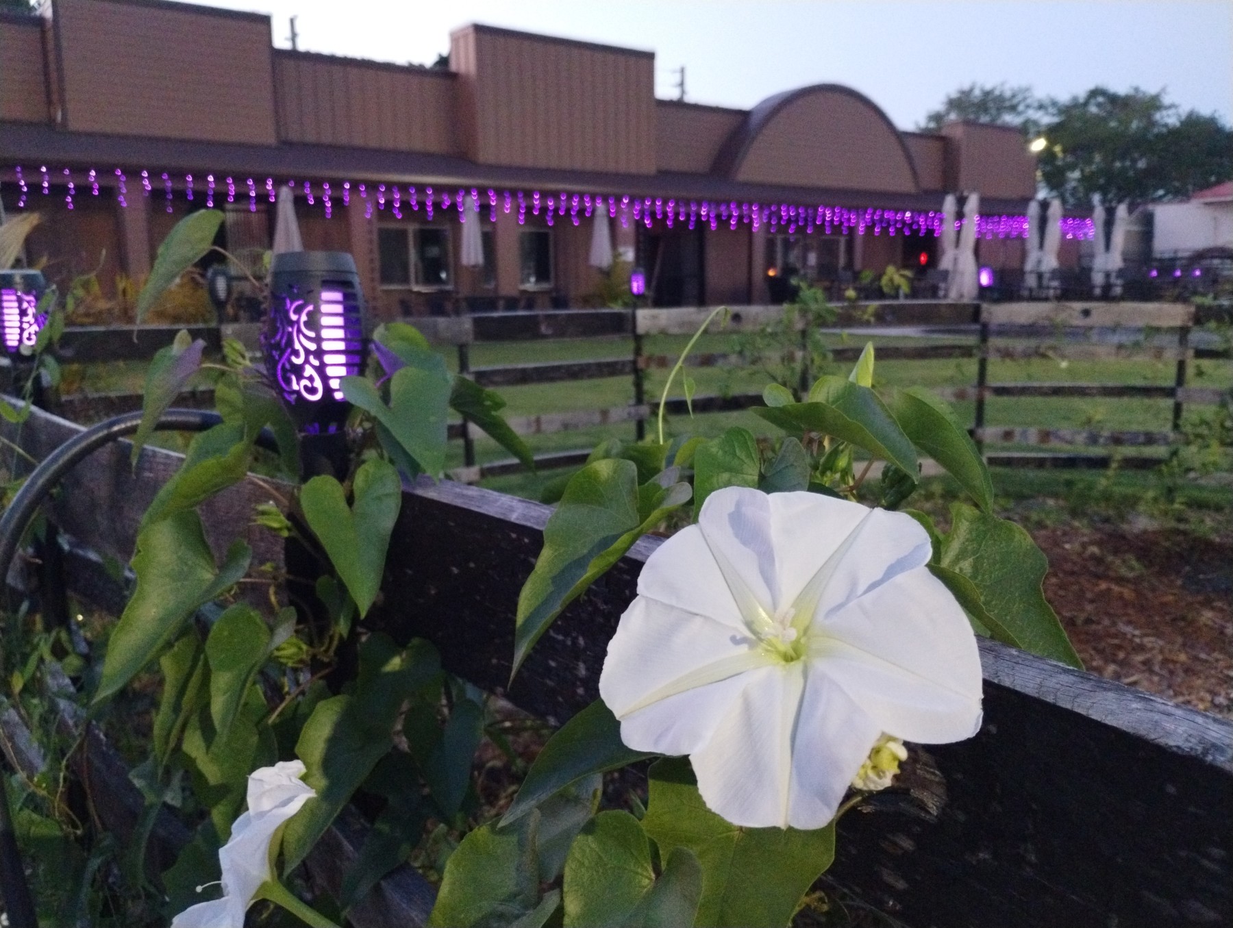 Enjoy Our Native Plants