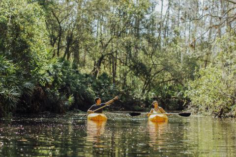 A couple kayaks along the calm waters of Shingle Creek in Kissimmee, surrounded by lush greenery and cypress trees.