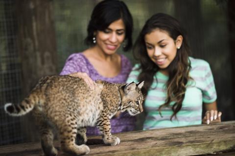 A mother and child meet a young wildcat at Wild Florida in Kissimmee