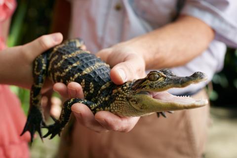 A baby alligator being gently held by two people during an animal encounter, its mouth slightly open as it rests in their hands.