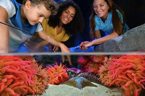 Boy, mother, and trainer touch sea creatures in the sand at SEA LIFE Orlando.