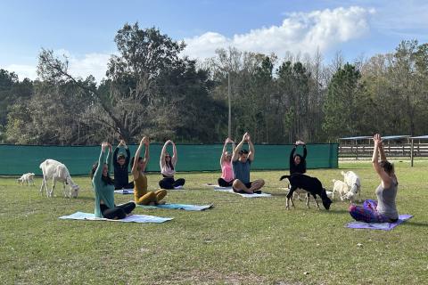 Anisa Benitez performs a yoga pose in a field with several others and goats walking among them.