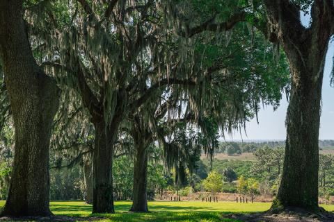 Trees and lush grass at Bok Tower Gardens.