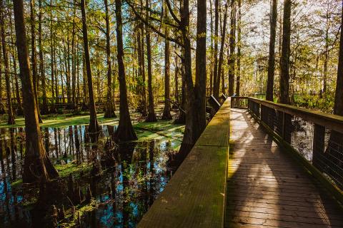 Wooden boardwalk winding through a peaceful cypress swamp surrounded by tall trees at Gatorland near Kissimmee, Florida.