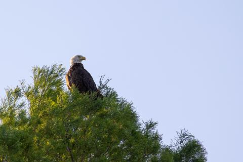 A bald eagle perched at the top of a cypress tree at Wild Florida, surrounded by lush green branches under a clear blue sky.