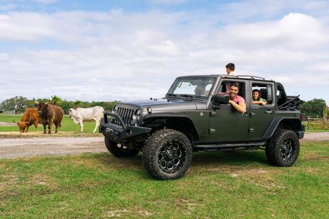 A family enjoys a drive-through safari experience at Wild Florida, observing grazing cattle and exotic animals from their open-top Jeep.