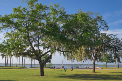 Beautiful trees at Kissimmee Lakefront Park.