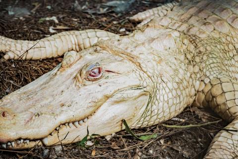 Albino alligator at Wild Florida