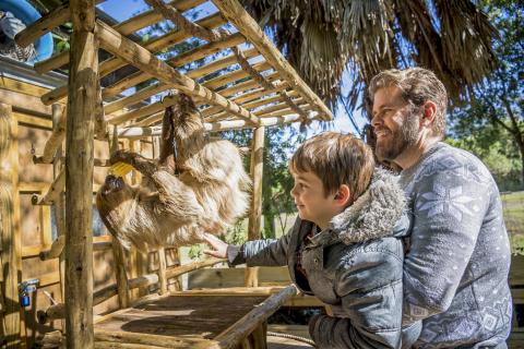 Sloth encounter at Wild Florida