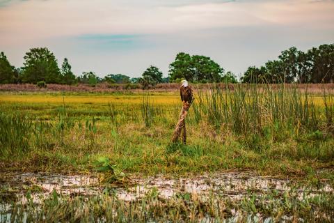 Image of Wild Florida