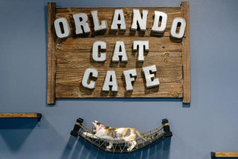 Orlando Cat Cafe