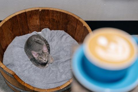 Orlando Cat Cafe