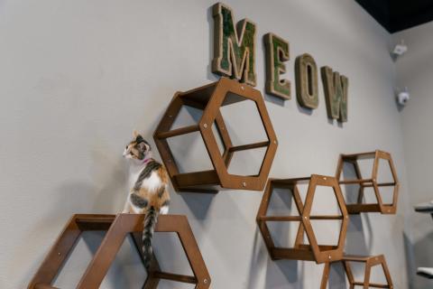 Orlando Cat Cafe