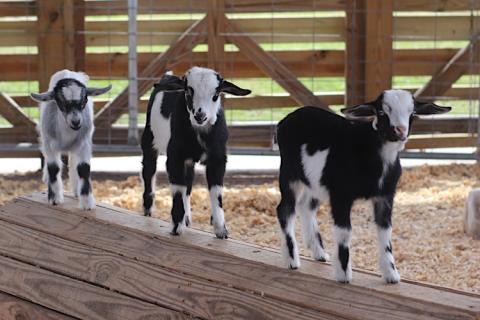Alaska Farms
