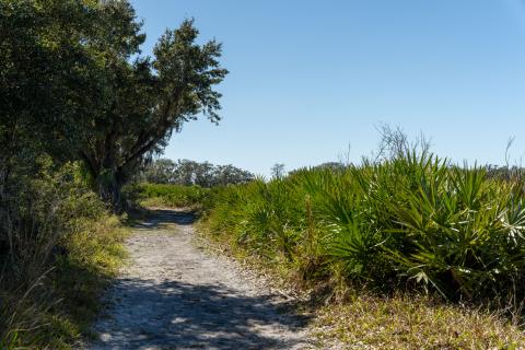A gravel trail winds through trees and prairie vegetation at Kissimmee Prairie Preserve State Park.