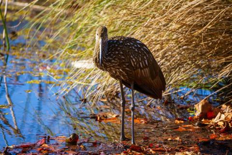Wildlife at East Lake Toho