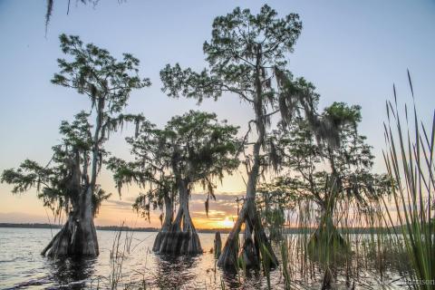 Cypress trees grow along the banks of Lake Russell at The Nature Conservancy's Disney Wilderness Preserve.