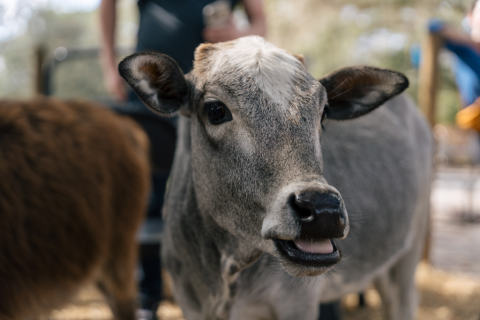 Bell Family Farm and Apiary