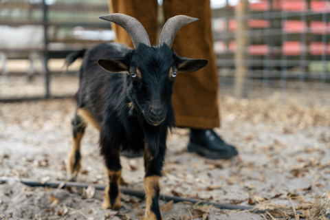 Bell Family Farm and Apiary