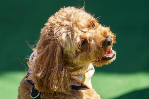Close-up of a small brown dog with curly fur wearing a colorful bandana, looking up with its mouth open and tongue slightly out. 