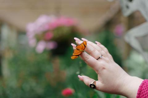 A vivid orange butterfly with black markings delicately perches on a visitor’s manicured hand at Boggy Creek Adventures’ Butterfly Garden in Kissimmee, Florida, surrounded by vibrant pink flowers and lush greenery.