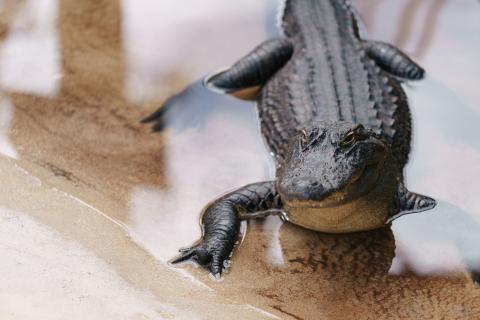 A small alligator basks on the sandy bank of a shallow pool of water at Boggy Creek Adventures in Kissimmee, Florida.