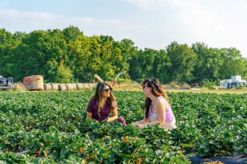 Maryam Ishtiaq and Jen Bonner sitting together, smiling and laughing while picking strawberries at Mick Farms, surrounded by lush green strawberry plants and a sunny landscape.