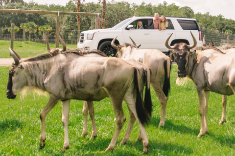 Family in a white SUV observes a herd of wildebeest up close during a drive-thru safari experience at Wild Florida in Kenansville, Florida.