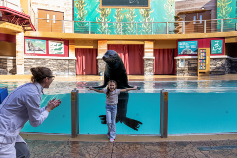 A child poses with arms outstretched in front of a sea lion behind a glass pool wall while a trainer claps nearby during an interactive animal presentation.