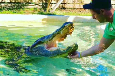 A wildlife professional leans over the edge of a clear pool while an alligator rises with its mouth open, reaching toward the handler’s outstretched hand during a controlled feeding demonstration at Wild Florida.