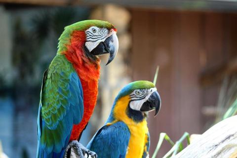 A pair of macaws
