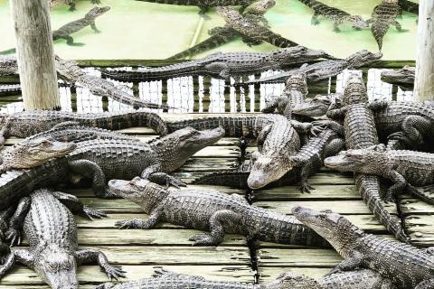 A large group of American alligators rests closely together on a wooden dock beside shallow water, showcasing their textured scales and natural habitat.