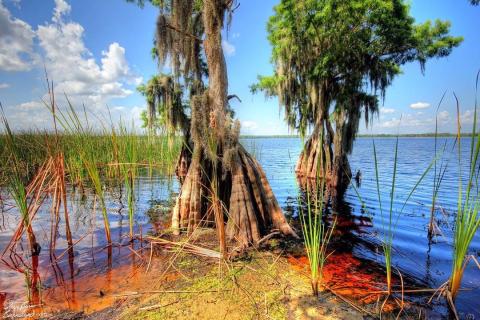 Trees near the water in the Disney Wilderness Preserve