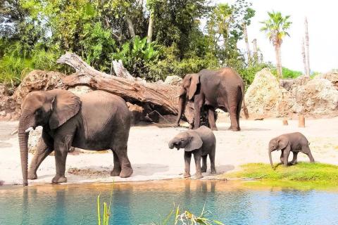 A family of elephants, including two calves, walk along a watering hole surrounded by rocks and tropical trees at Disney’s Animal Kingdom.