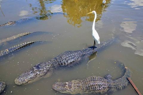 Egret riding an alligator in Kissimmee, Florida