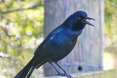 Boat-tailed Grackle at Wild Florida Airboats