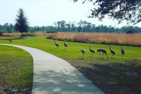A group of sandhill cranes walking and grazing beside a curved sidewalk in a grassy field at Disney Wilderness Preserve, with trees and tall golden grasses in the background.