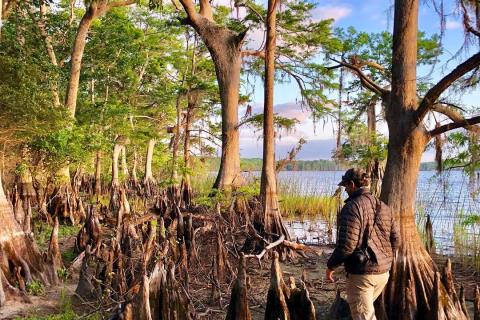 Person walking along the cypress-lined shore at the Disney Wilderness Preserve near Kissimmee, Florida, surrounded by tree roots and lake views.