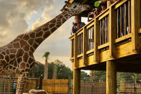 A giraffe stretches its long neck toward a wooden viewing platform where visitors lean over the railing to feed it during golden hour at a safari-style wildlife park.