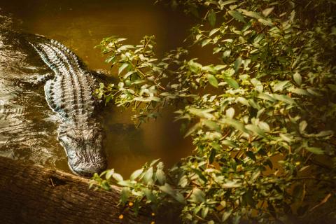 An alligator swims in the water